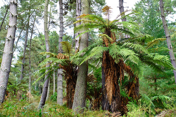 tree fern in forest, new zealand