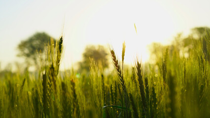 Young Wheat ear with dew in nature on a soft blurry gold background. Close up of fresh ears of green wheat in spring field. Agriculture scene. Unripe crops concept, Rajasthan, India.