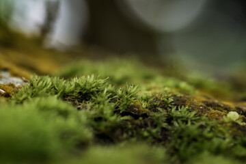 moss, growing wild plants, green grass and shrubs, in the middle of the forest