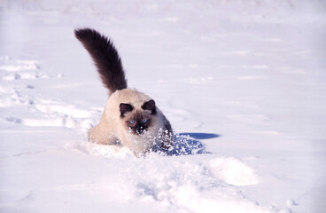 Ragdoll cat plays with snowflakes, cat runs on white snow.