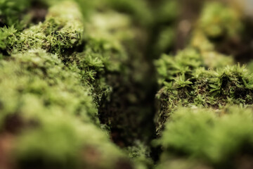 moss, growing wild plants, green grass and shrubs, in the middle of the forest