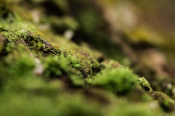 moss, growing wild plants, green grass and shrubs, in the middle of the forest