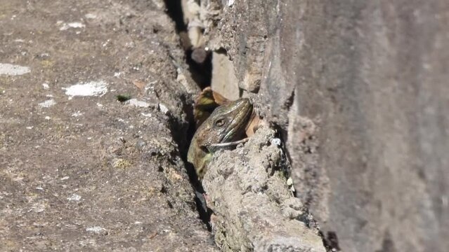 Lagarto Canario moteado al sol en Tenerife.