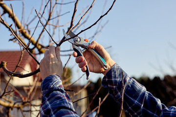 A man prunes the branches of a fruit tree in his garden near his house
