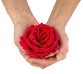 Holding a beautiful red rose flower head with the central petals making a heart shape Valentine concept isolated transparent png file