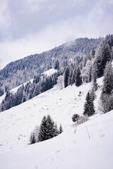 Fototapeta na wymiar Majestic snow covered winter forest in the mountains. Dramatic winter scene. Europe. Alps ski area. Pine trees and firs. Background. Calm nature landscape.