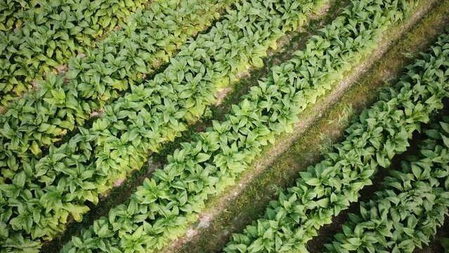 Tobacco Farmland Aerial View Shot