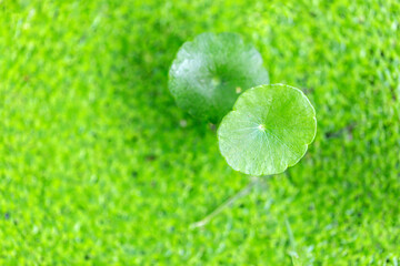 centella asiatica natural herb plant on the top of the river over the duckweed