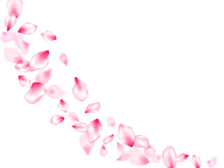 Fototapeta na wymiar Pink cherry blossom petals isolated
