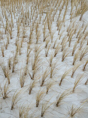 Bepflanzung werden hauptsächlich Dünengras, Strandhafer