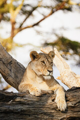 Animals in the wild - Lioness lying on a tree - Lewa National Reserve, North Kenya