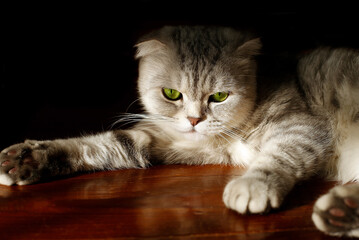 A gray striped cat lies on the floor. Dark background.