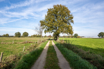 Fototapeta na wymiar Landscape with an agricultural road in the middle through the meadow with a big tree and blue sky with white clouds.