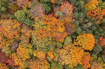 Herbstwald von oben