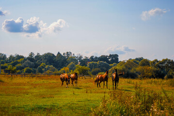herd of horses