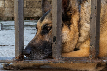 german shepherd dog