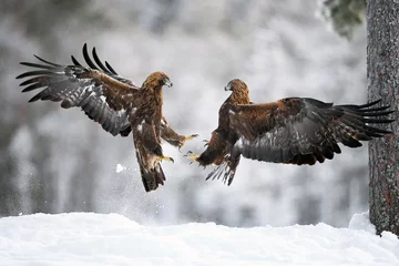 Poster Golden eagle (Aquila chrysaetos) © dennisjacobsen