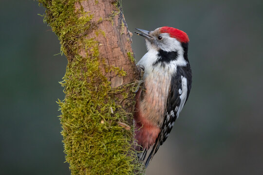 Middle spotted woodpecker bird Dendrocopos medius