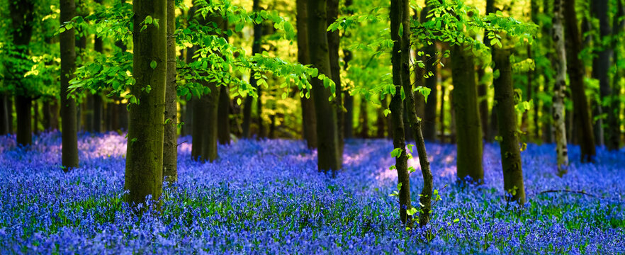 Meadow of Bluebells in a Forest ( Hyacinthoides non-scripta )
