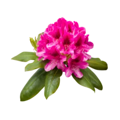 Foto auf Acrylglas Azalee Pink magenta rhododendron flowers, png isolated on transparent background