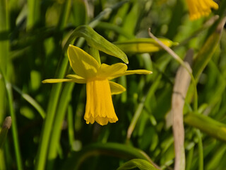 Bright yellow daffodil in the garden, selective focus - narcissus