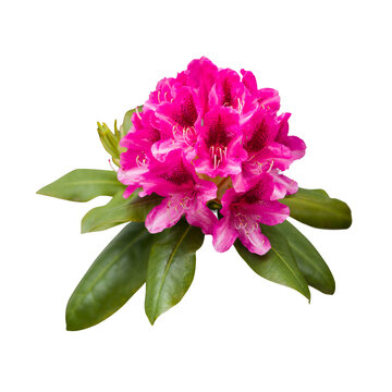 Pink magenta rhododendron flowers, png isolated on transparent background