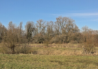 Sunny winter marsh landscape in Bourgoyen nature reserve, Ghent, Flanders, Belgium