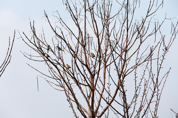 Sparrows in leafless Japanese cherry in winter.