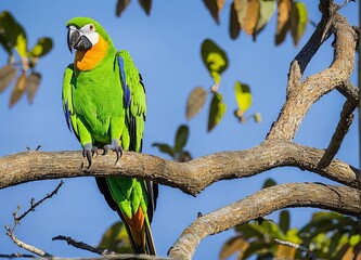 a beautiful shot of a green parrot sitting on a branch