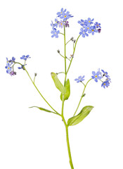 blue forget-me-not lot of blooms on stem flower