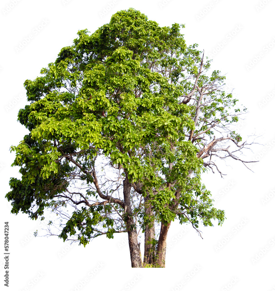 Wall mural png tree with removed original background for easy to drag and drop in new project
