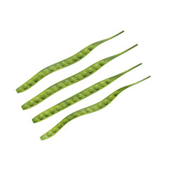 Pete Parkia Speciosa fruit 3d render illustration, icon,view, render, hd,  premium quality, alpha background, PNG format, sweet, healthy, fresh, nature, plant, tree, trees, vegetable