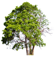Obraz premium PNG tree with removed original background for easy to drag and drop in new project