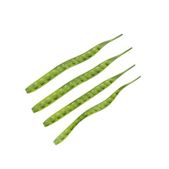 Pete Parkia Speciosa fruit 3d render illustration, icon,view, render, hd,  premium quality, alpha background, PNG format, sweet, healthy, fresh, nature, plant, tree, trees, vegetable