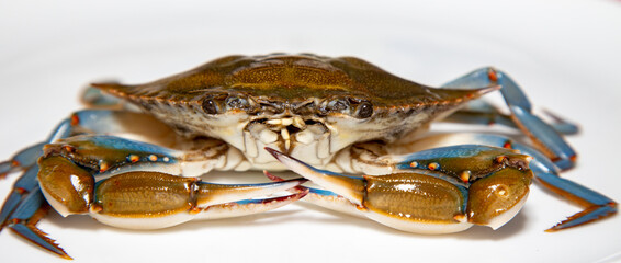 Brazilian navy blue crab isolated and in selective focus. Siri