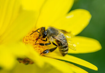 Macro detail of bee pollinating a yellow flower.