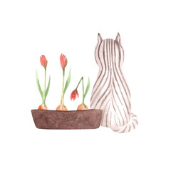 Watercolor illustration isolated on a white background. Funny striped cat is sitting next to red tulips growing in a pot. Spring work in the garden.