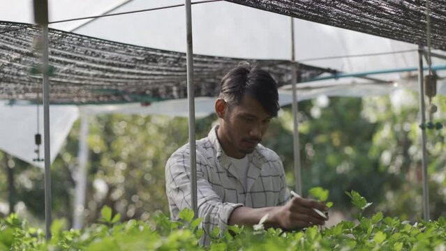 Hydroponic vegetables concept, Asian man holding tablet to check water of hydroponic system, farmer checking quality of hydroponic vegetables, collecting healthy food, hydroponics produce