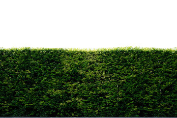 fence or wall transparent white backdrop