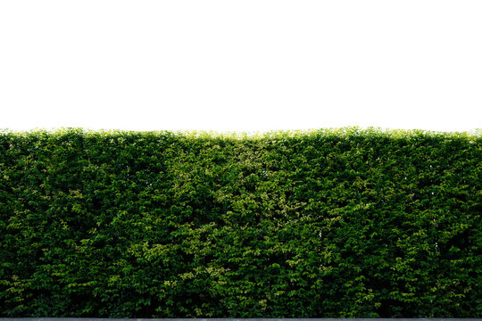 fence or wall transparent white backdrop