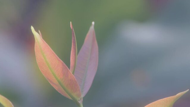 Young shoots of light brown watery rose apple fruit plant swaying in the wind