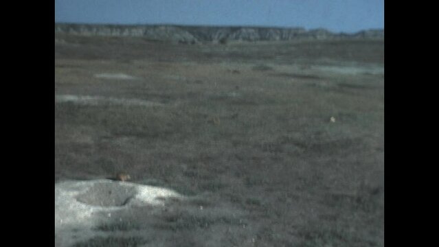 Prairie Dog 1985 - A prairie dog scurries along to a nearby hole in Yellowstone National Park.