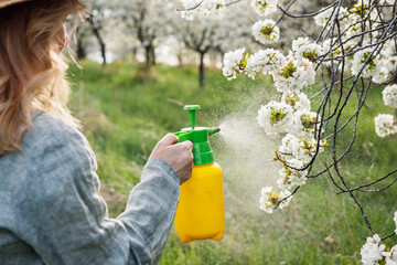 Farmer spraying cherry blossom with pesticide or insecticide in blooming orchard. Spring gardening