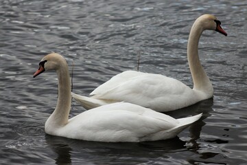 Fototapeta premium Swans, ducks, and seagulls on the Dnipro river, Kyiv, Ukraine