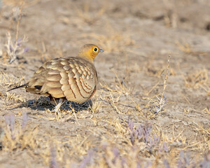 A Sand Grouse running away
