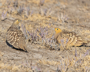 A couple of sand grouse resting
