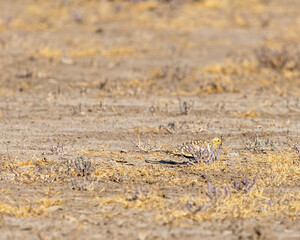A Camouflage of sand grouse