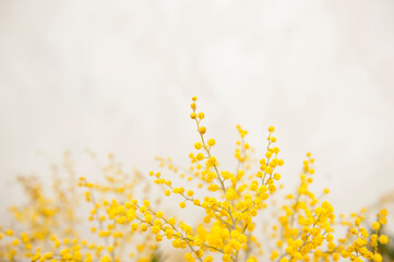 Branches of mimosa close-up, selective focus. yellow spring flowers