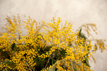 Branches of mimosa close-up, selective focus. yellow spring flowers