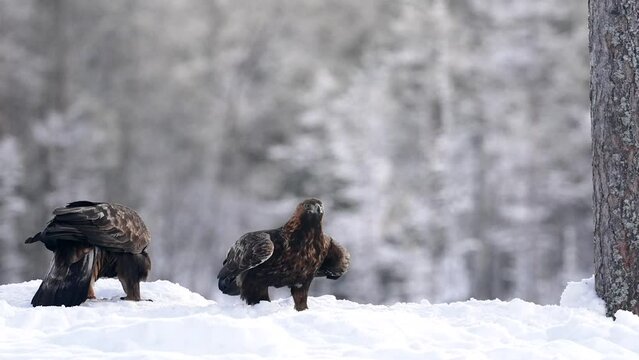Golden eagle (Aquila chrysaetos) in its natural environment
